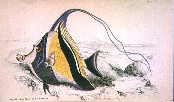 Plade 9 Horned Zanchus eller Chaetodon graveret af kunstneren fra 
