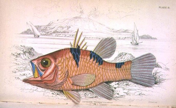 Plade elleve; Apongon Trimaculatus (Island of Volcano) indgraveret af kunstneren fra 