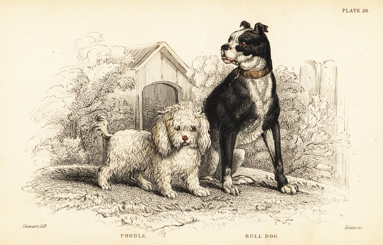 Puddel, vandhunden, og bulldog, den engelske hund af William Home Lizars