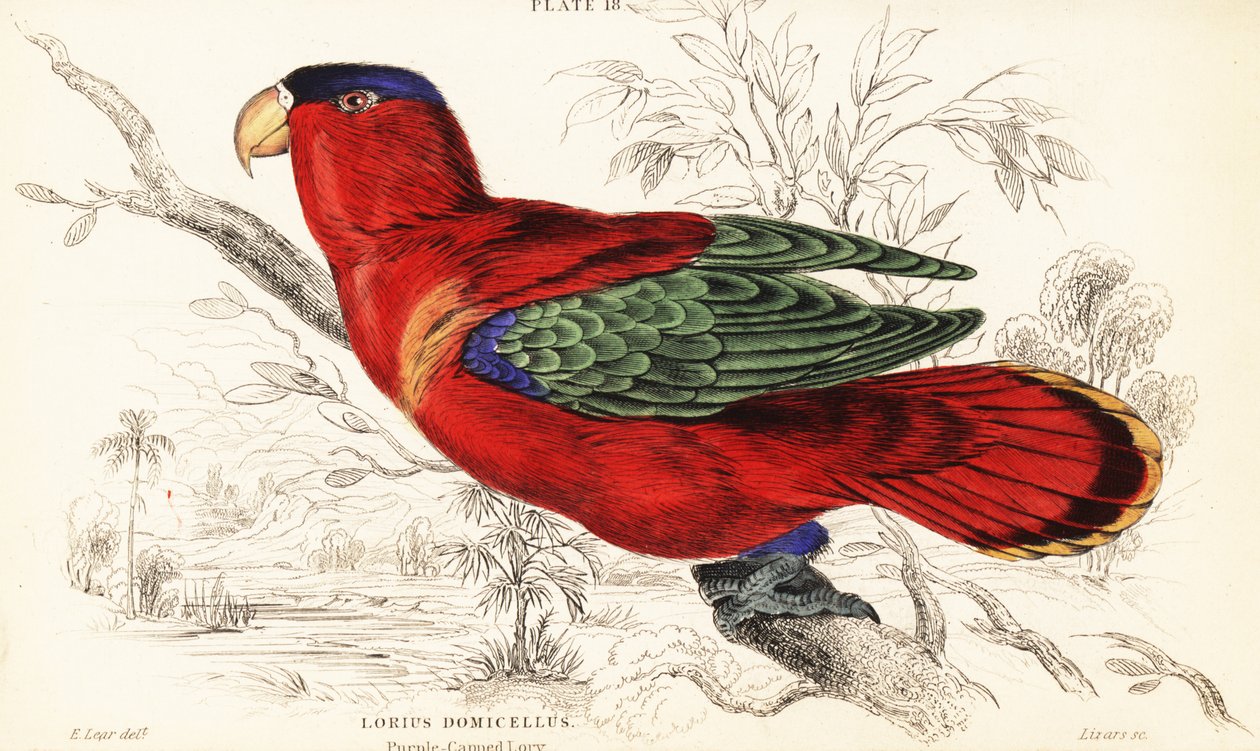 Lilla-nakkede lory, Lorius domicella af William Home Lizars