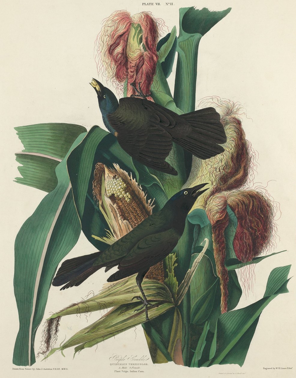 Lilla Grackle, 1827. af William Home Lizars