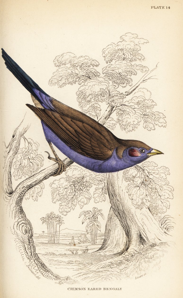 Rødkindet cordon-bleu, Uraeginthus bengalus af William Home Lizars