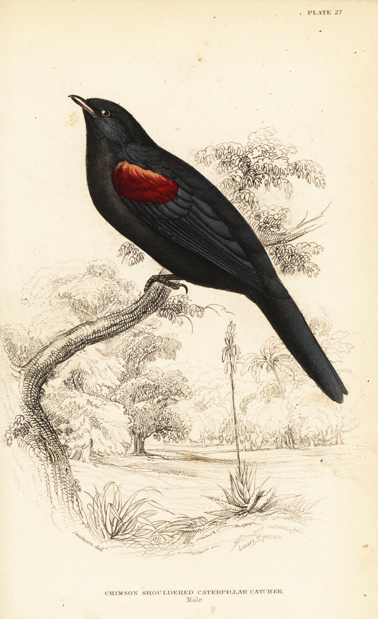 Rødskuldret gøgefugl, han, Campephaga phoenicea af William Home Lizars