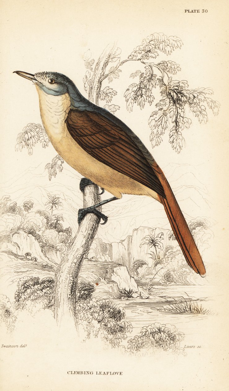 Rødhalet bladlove eller klatrende bladlove, Phyllastrephus scandens af William Home Lizars