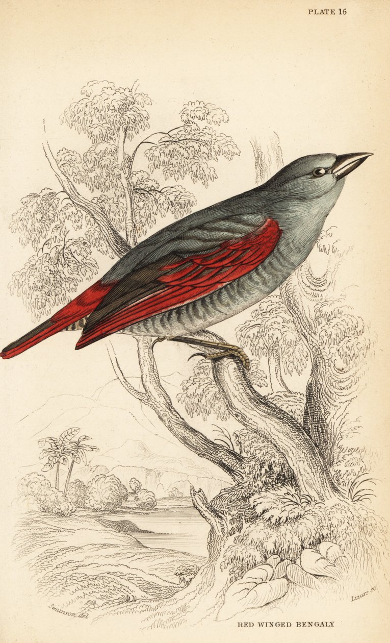 Rødvinget Pytilia, Pytilia Phoenicoptera (rødvinget Bengaly, Pytilia Phaenicoptera) af William Home Lizars