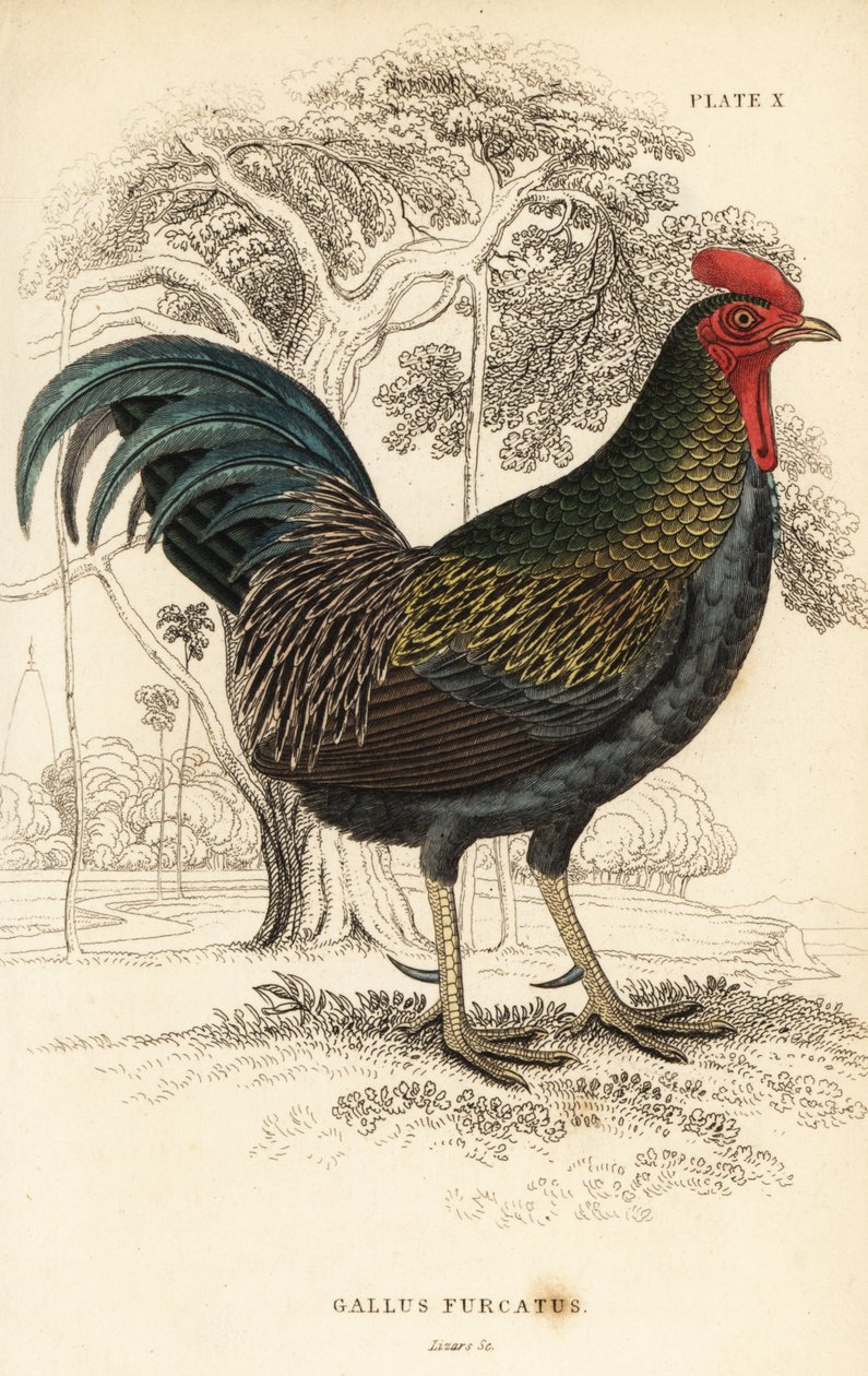 Rød junglefugl, Gallus gallus javanicus af William Home Lizars