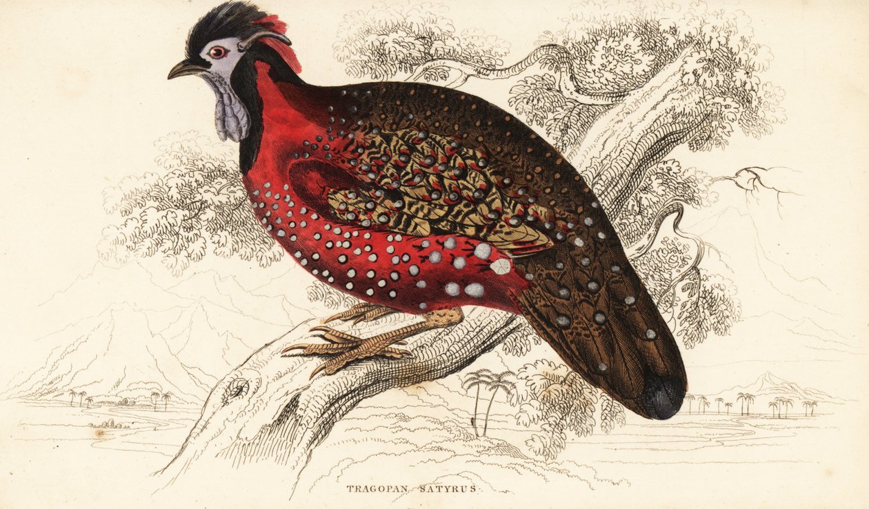 Satyr tragopan eller crimson horned fasan, Tragopan satyra (Nepaul tragopan, Tragopan satyrus) af William Home Lizars
