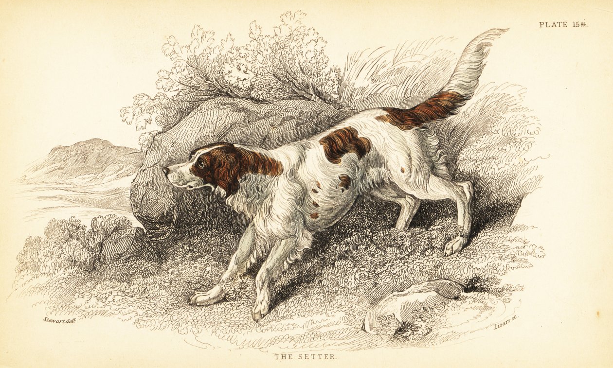 Setter, Ulvefamiliehund (Hundeindeks) af William Home Lizars
