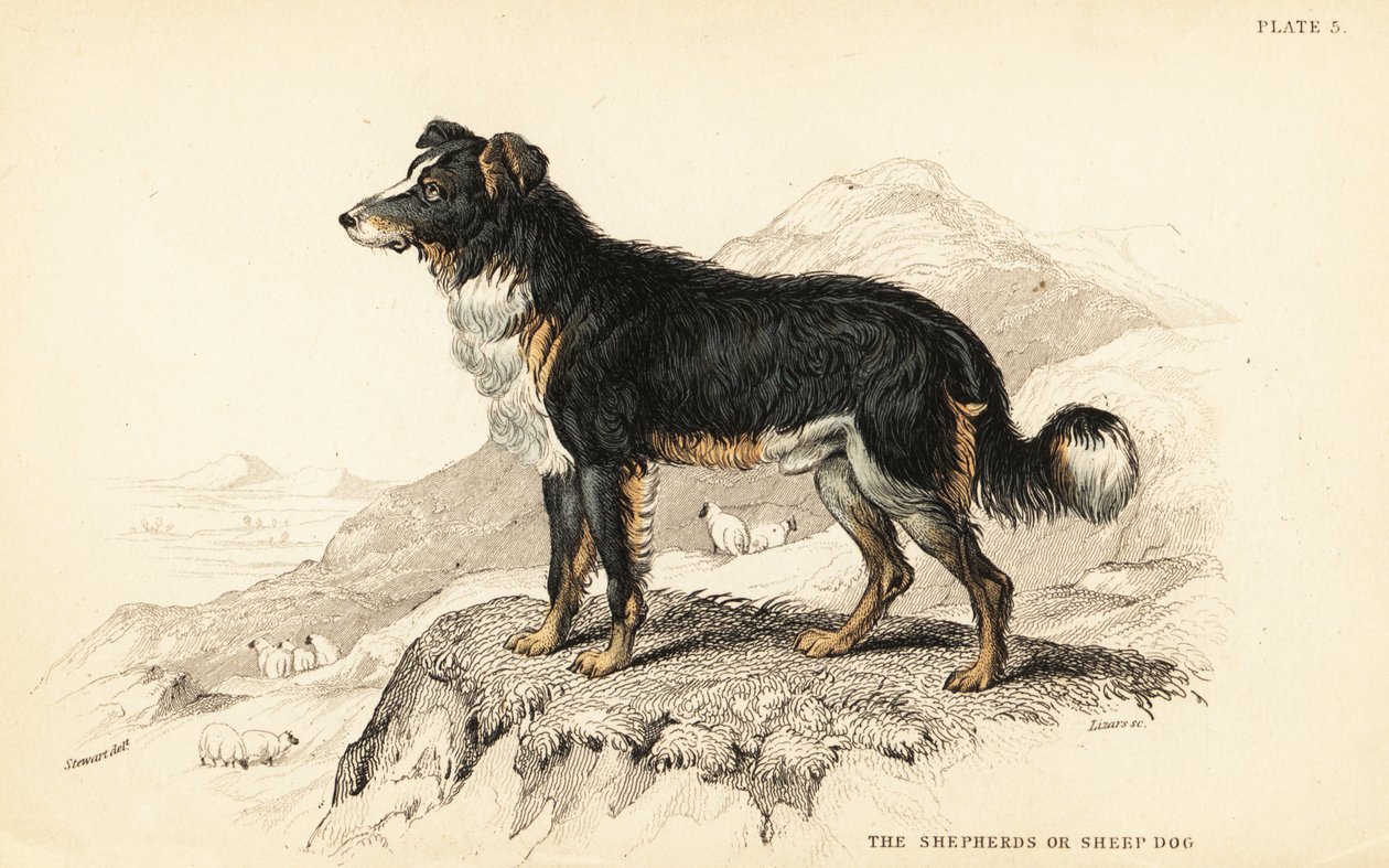 Hyrdehund eller fårehund, Canis lupus familiaris (Canis domesticus) af William Home Lizars