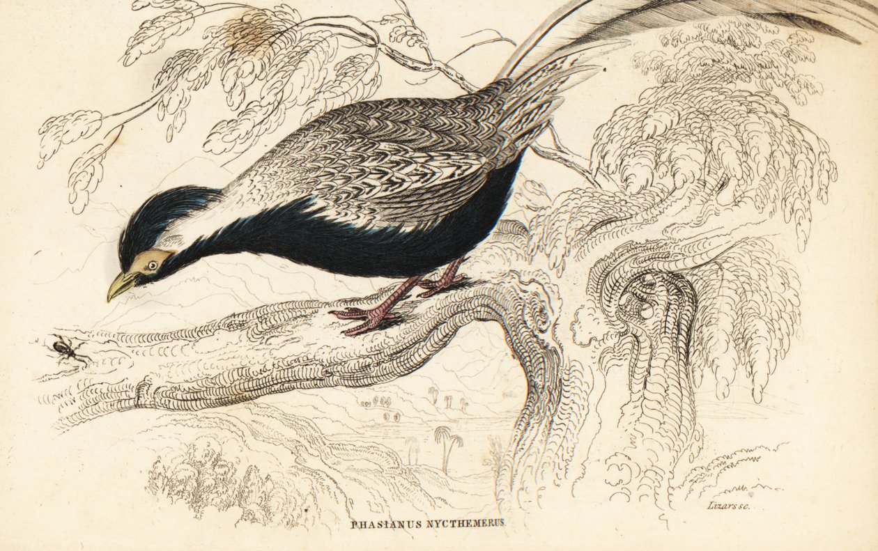Sølvfasan, Lophura nycthemera (Phasianus nycthemerus) af William Home Lizars