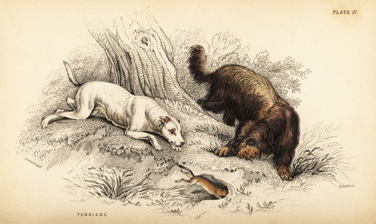 Glatbelagt terrier og skotsk eller trådhåret terrier, Canis lupus familiaris (Canis terrarius) af William Home Lizars