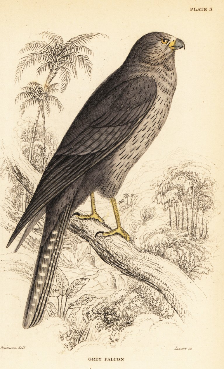 Sodfalk, Falco concolor af William Home Lizars
