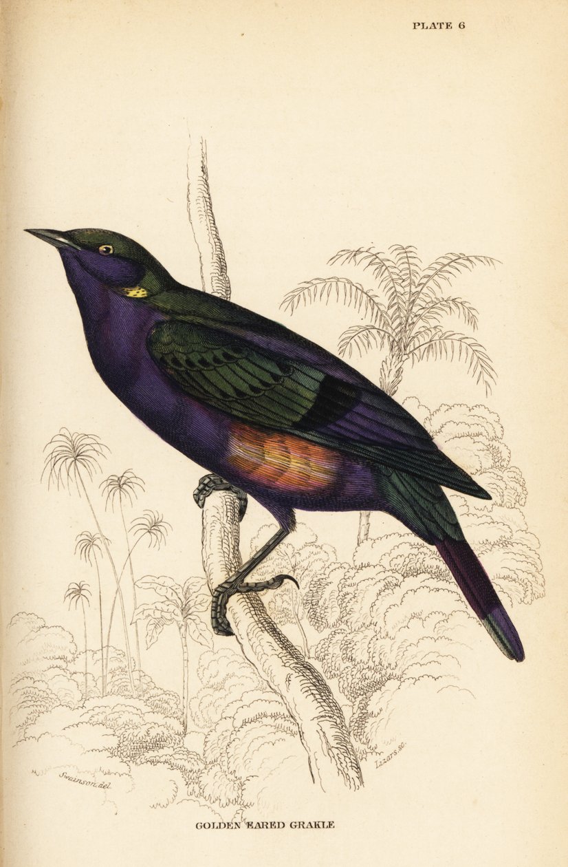 Pragtfuld blank stær (Senegal), Lamprotornis splendidus chrysonotis (Golden eared grakle, Lamprotornis chrysonotis) af William Home Lizars
