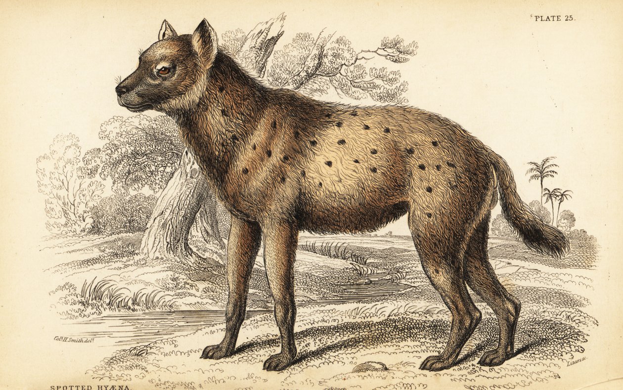 Plettet hyæne eller latterhyæne, Crocuta crocuta (Hyaena crocuta) af William Home Lizars