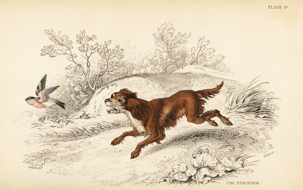 Springer eller engelsk springer spaniel, Canis lupus familiaris af William Home Lizars