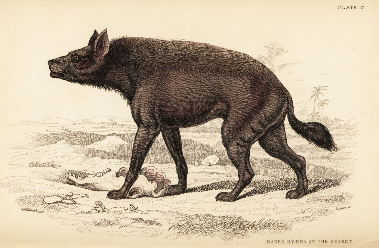 Stribet hyæne, Hyaena hyaena (Nøgen hyæne i ørkenen, Hyaena vulgaris) af William Home Lizars