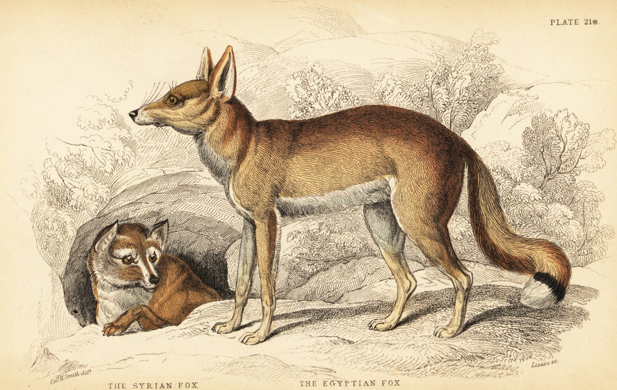 Syrisk ræv eller Taaleb, Vulpes thaleb (eller Blanfords ræv, Vulpes cana?) og egyptisk ræv eller Sabora, Vulpes vulpes niloticus af William Home Lizars