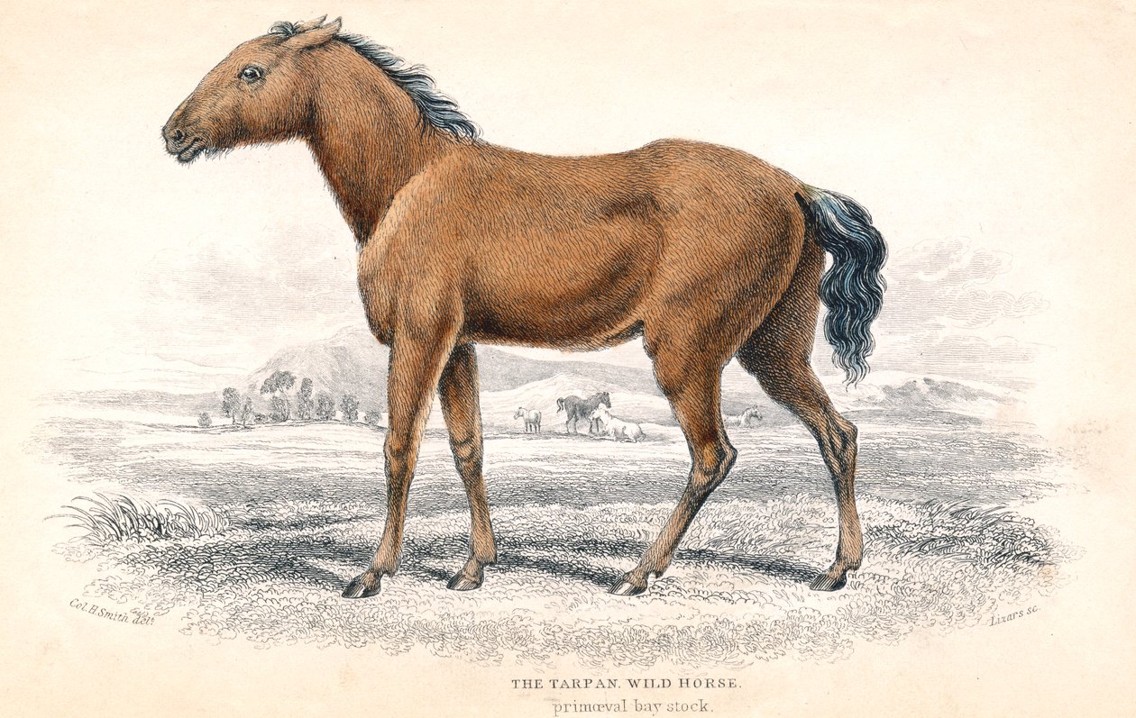 Tarpan, 1830 af William Home Lizars