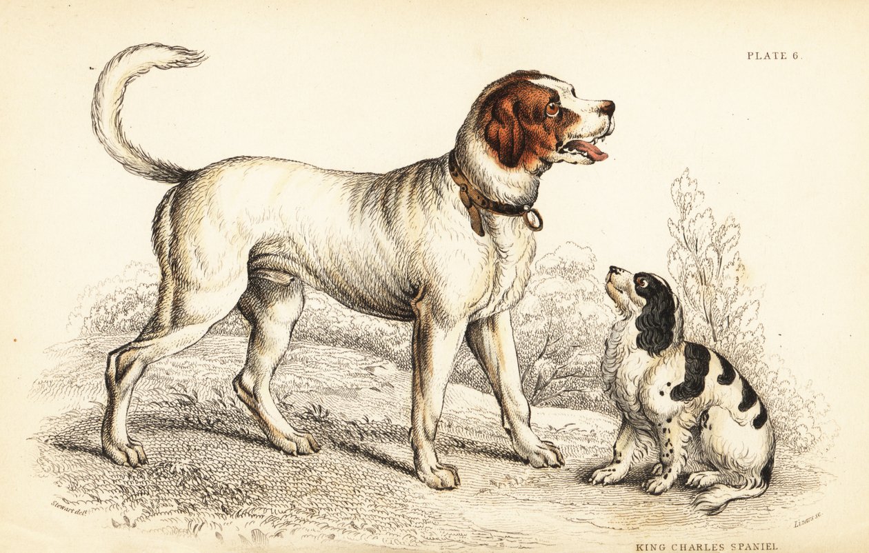 Alpe- eller St. Bernard-hunden, Canis lupus familiaris, og King Charles spaniel, Canis lupus familiaris (Canis extrarius) af William Home Lizars