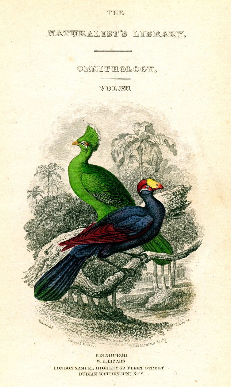 The Naturalists Library, Ornitology, Senegal Touraco, Violet Plantain Eater, c1833-1865. af William Home Lizars