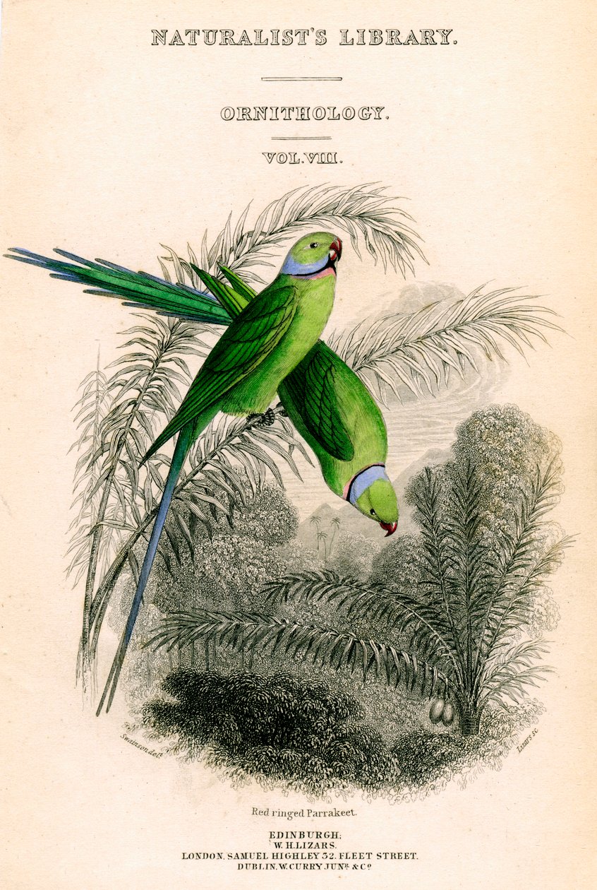 The Naturalists Library, Ornithology Vol VIII, Red ringed Parrakeet, c1833-1865. af William Home Lizars