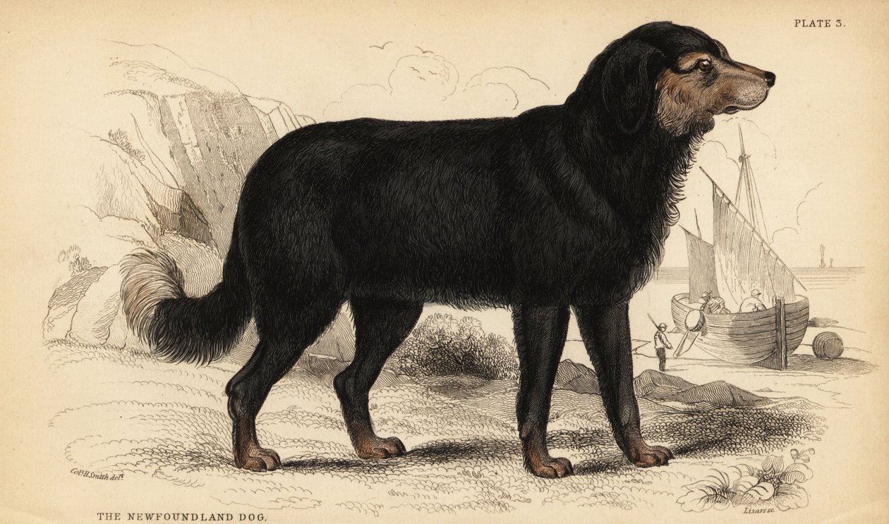 Newfoundlandshunden, Canis lupus familiaris )Canis terranovae) af William Home Lizars