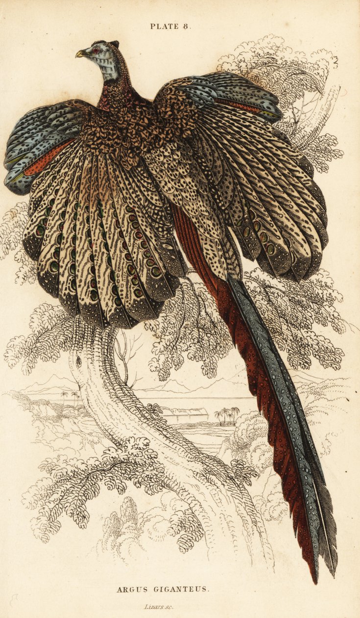 Den store argus, Argusianus argus (Argus fasan eller gigantisk argus, Argus giganteus) af William Home Lizars
