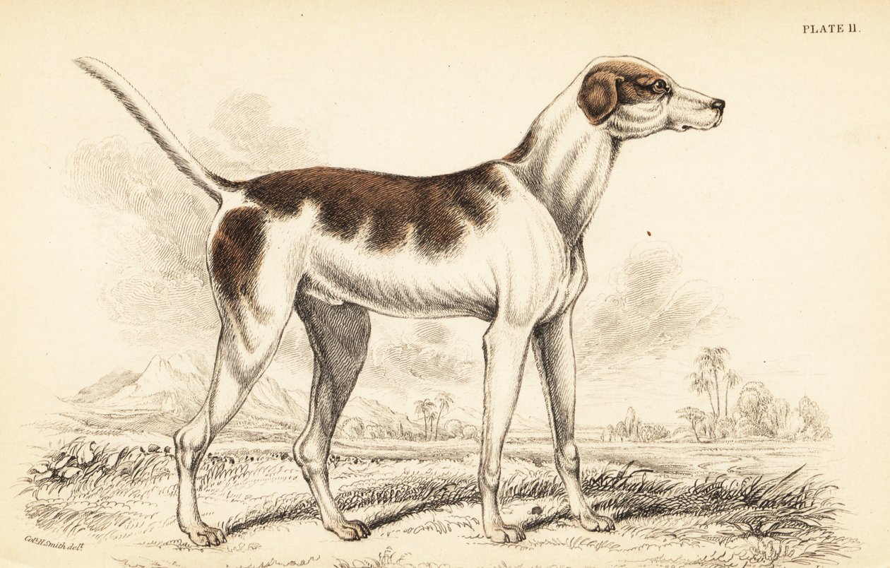Den orientalske hund, Canis lupus familiaris af William Home Lizars