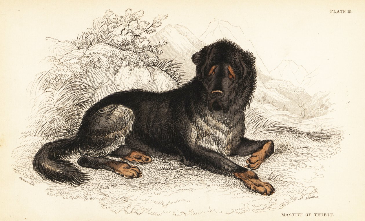 Tibetansk mastiff, Canis-ulvefamilien (Mastiff of Tibet, Canis urcani) af William Home Lizars