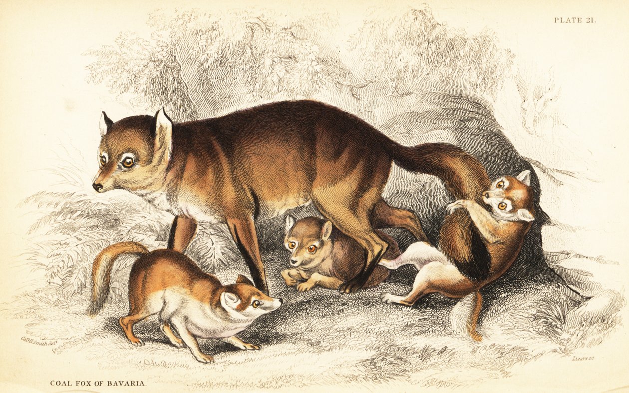 Sort af rødræv, Vulpes vulpes, med unger (Kulræv fra Bayern, Vulpes alopex) af William Home Lizars