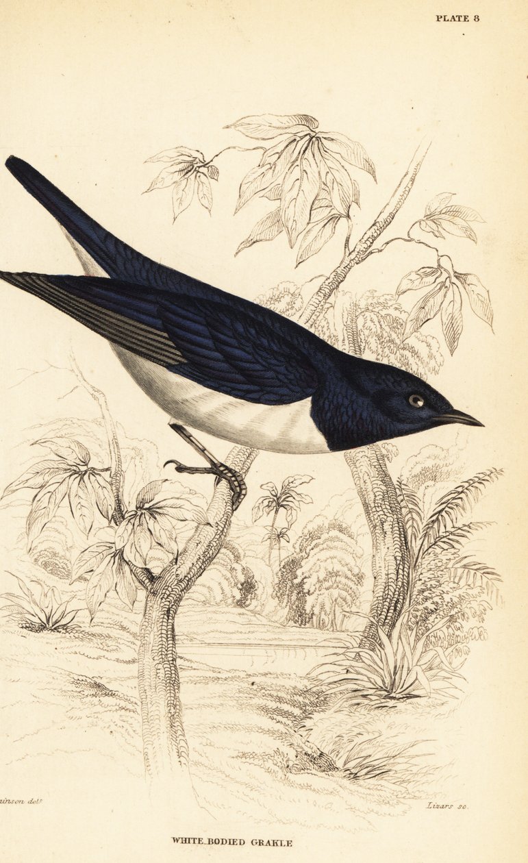 Violrygget stær, Cinnyricinclus leucogaster (Hvid-bodied grakle, Lamprotornis leucogaster) af William Home Lizars