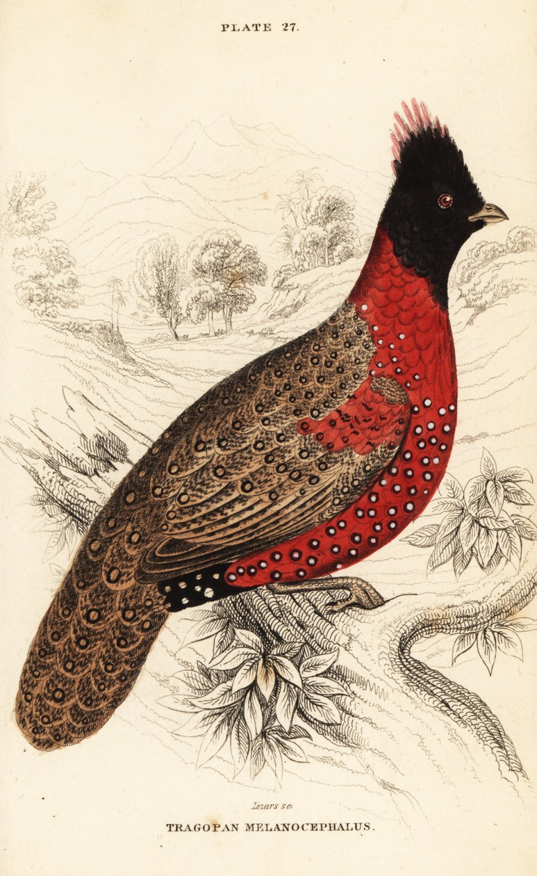Vestlig tragopan eller vestlig hornet tragopan, Tragopan melanocephalus af William Home Lizars