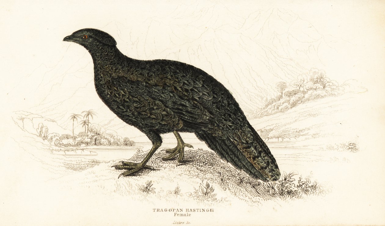 Western tragopan eller western horned tragopan, hun, Tragopan melanocephalus af William Home Lizars