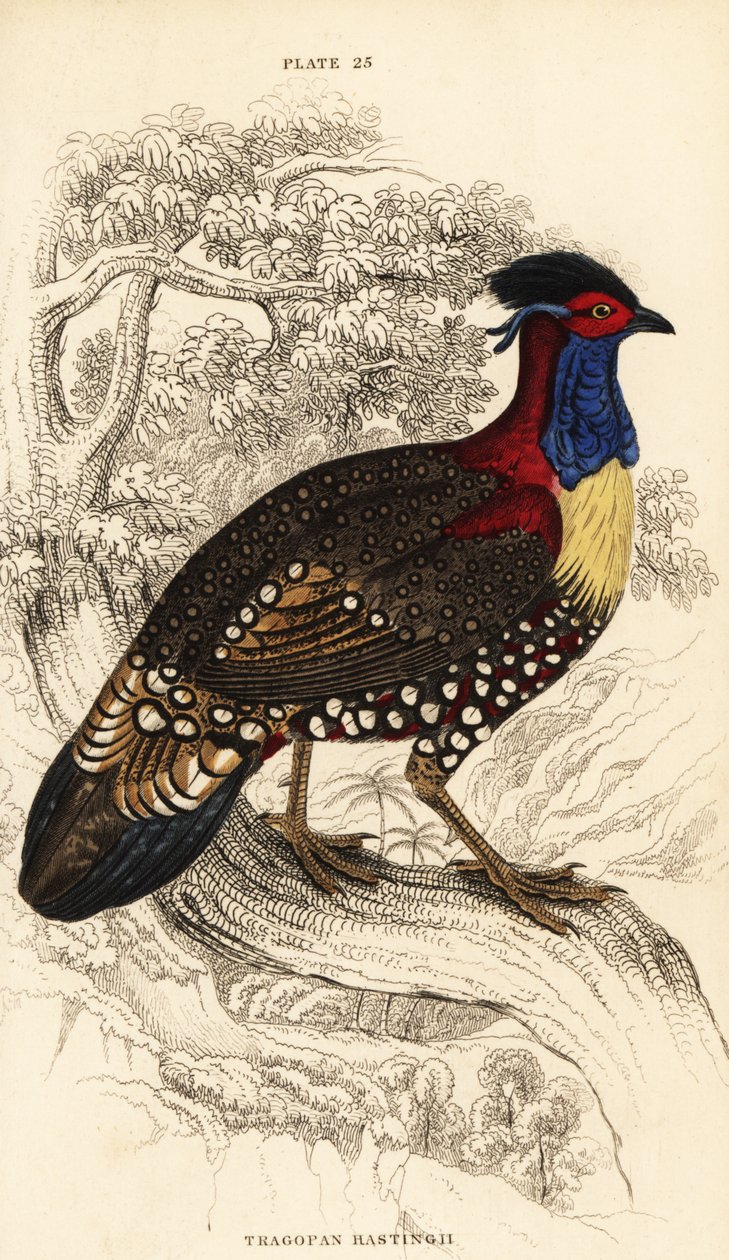 Western tragopan eller western horned tragopan, han, Tragopan melanocephalus af William Home Lizars