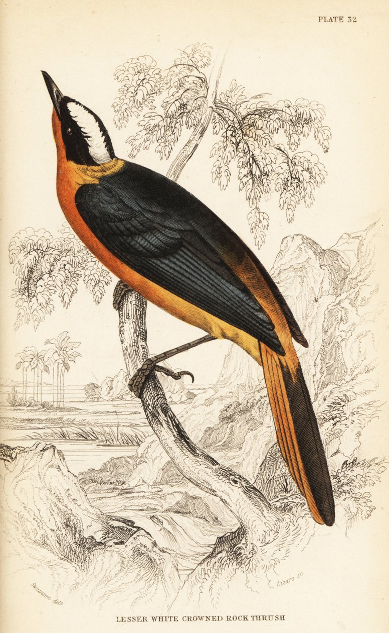 Hvid-kronet robin-chat, Cossypha albicapilla (mindre hvid-kronet stendrossel, Petrocincla albicapilla) af William Home Lizars