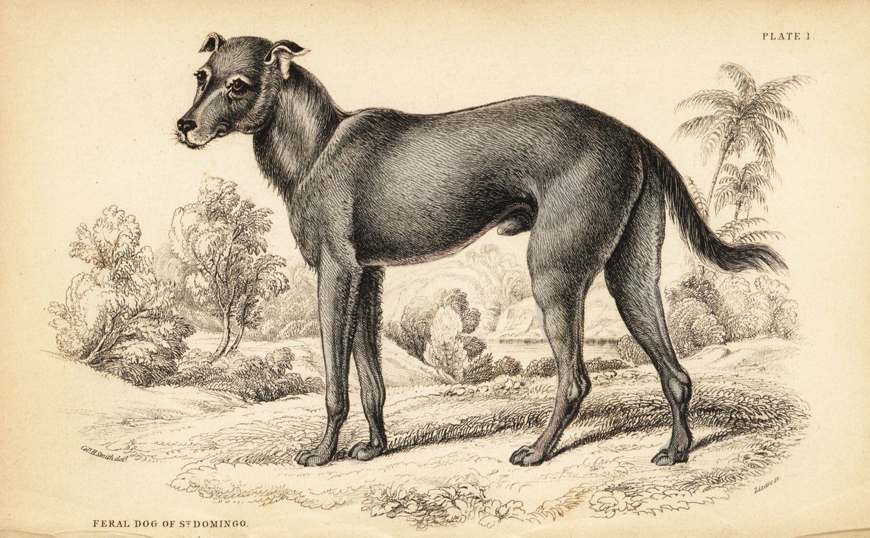 Vild hund fundet i Den Dominikanske Republik og Haiti, Canis lupus familiaris (vildhund fra St. af William Home Lizars