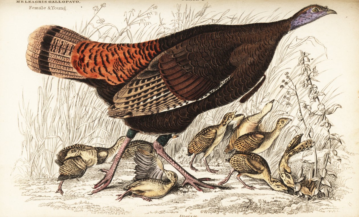 Vild kalkun, hun og ung, Meleagris gallopavo af William Home Lizars