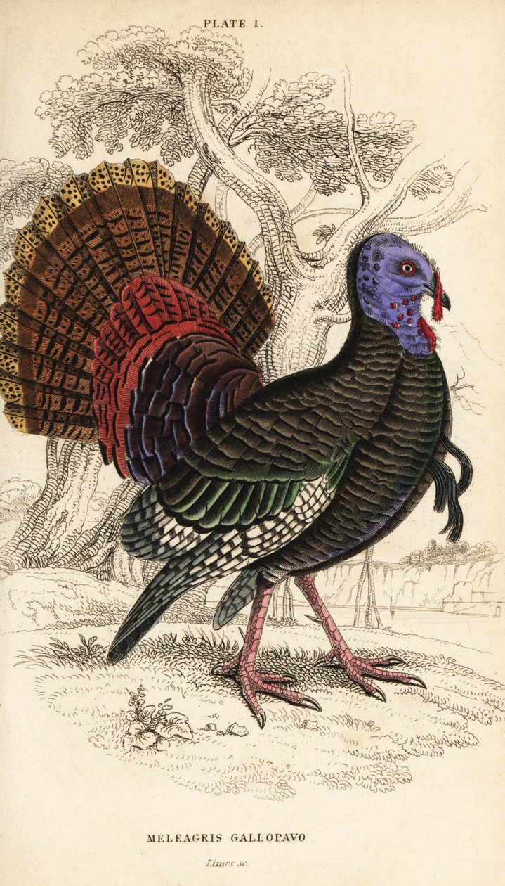 Vild kalkun, han, Meleagris gallopavo af William Home Lizars