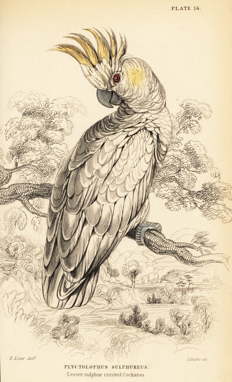 Gul-kakadue, Cacatua sulphurea af William Home Lizars