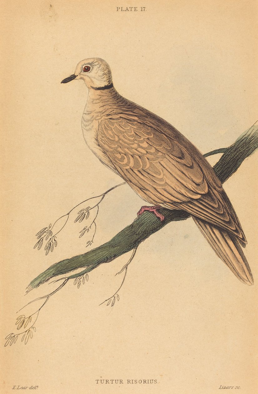 Turtur Risorius af William Home Lizars after Edward Lear
