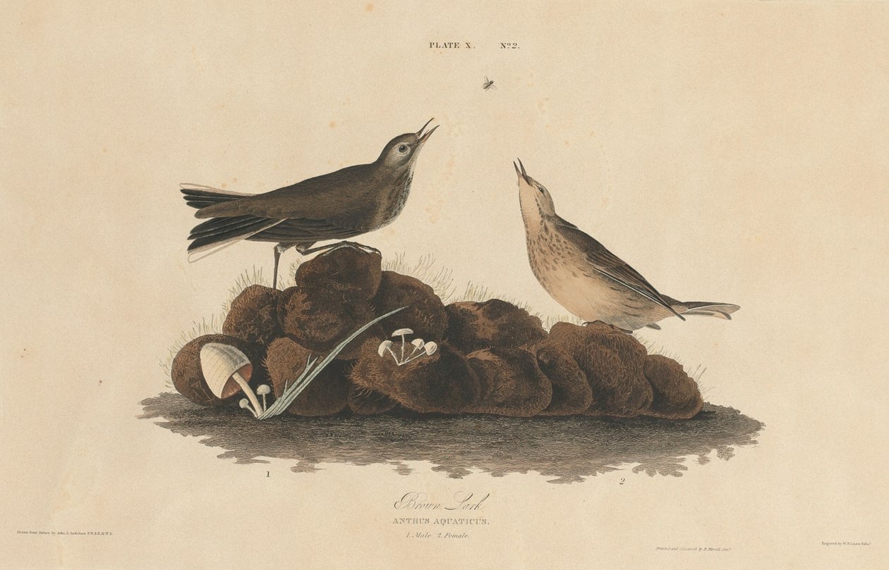 Brun Lærke af William Home Lizars after John James Audubon