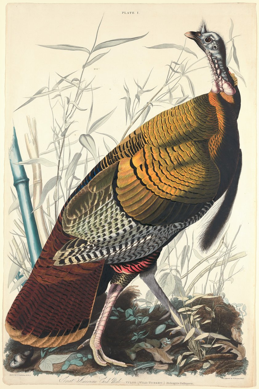 Stor amerikansk pik af William Home Lizars after John James Audubon