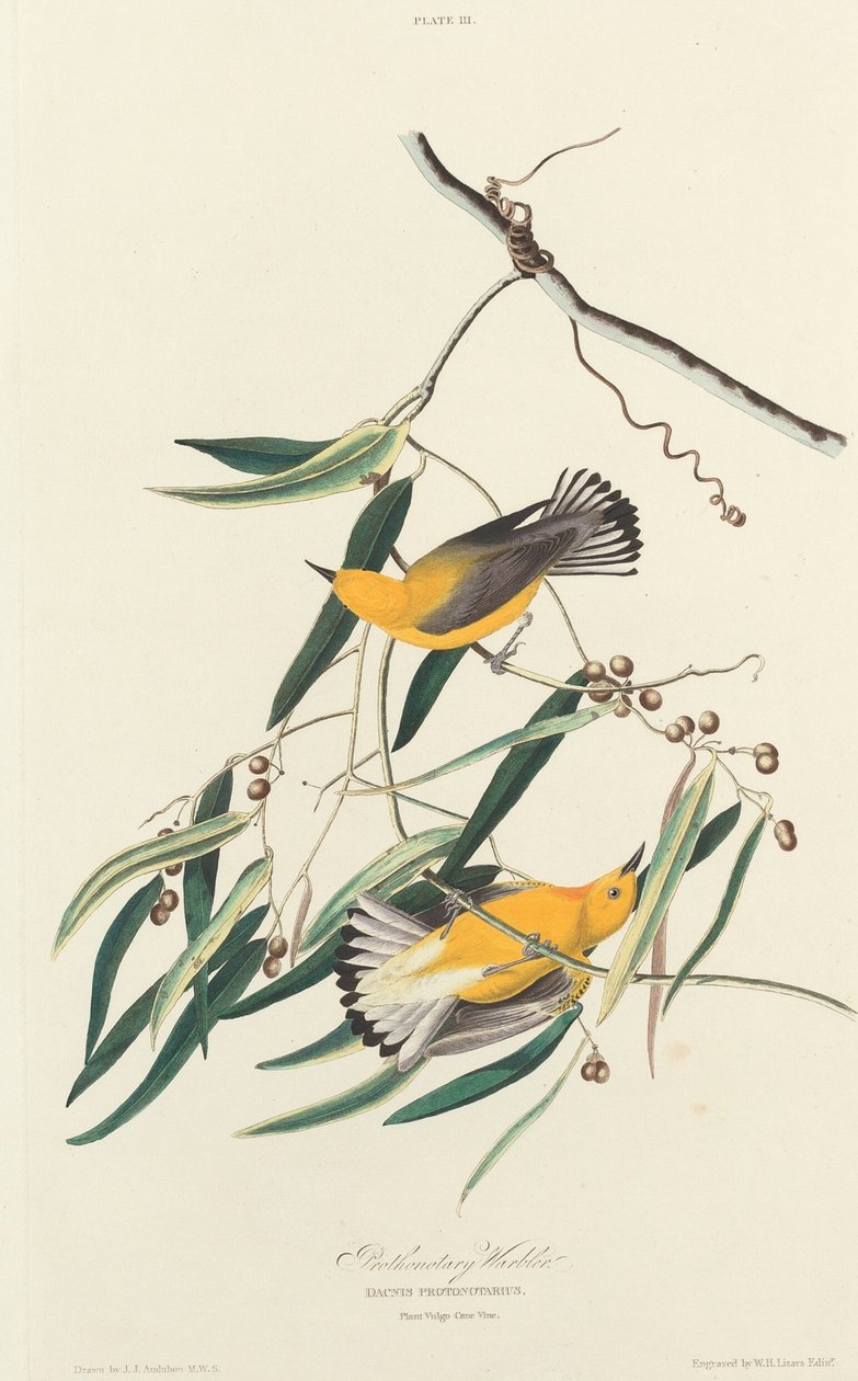 Protontær barballer af William Home Lizars after John James Audubon
