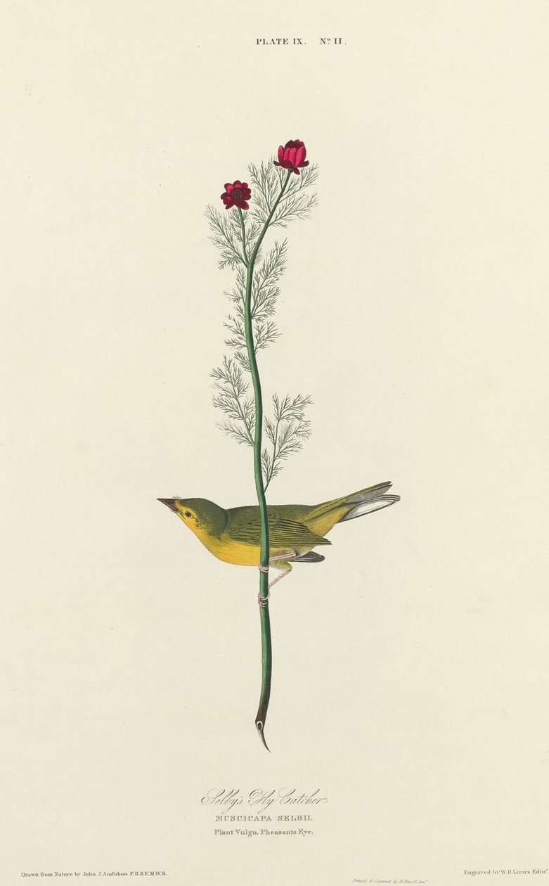 Selbys Fluefanger af William Home Lizars after John James Audubon