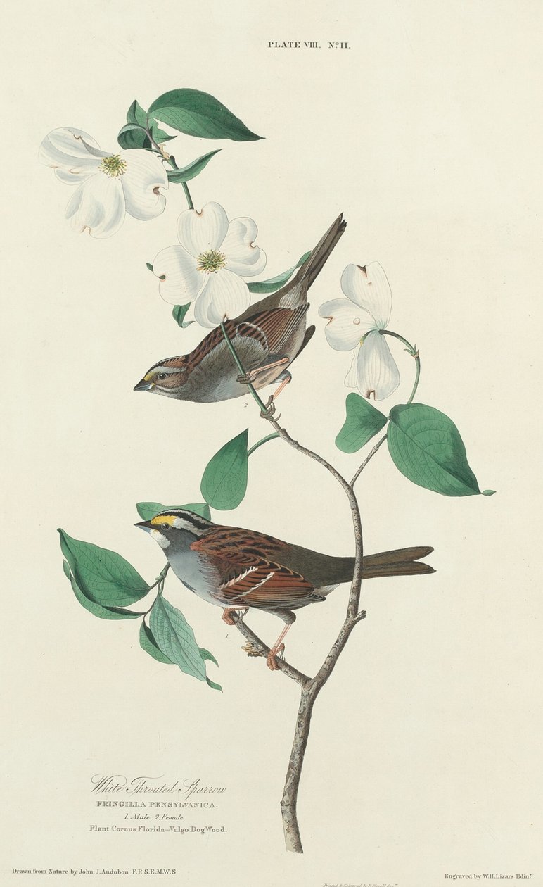 Hvidstrubet Spurv af William Home Lizars after John James Audubon
