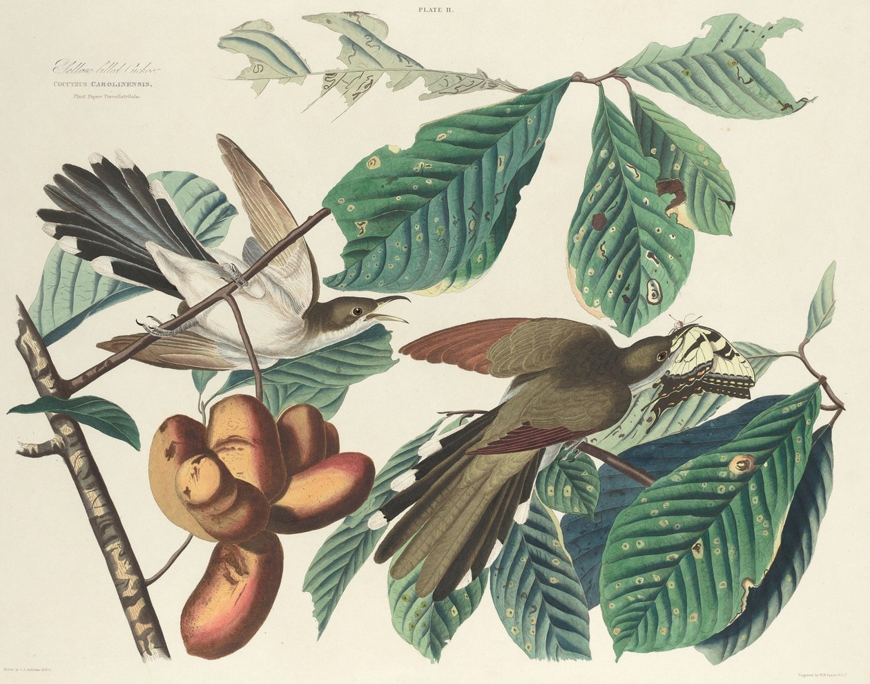 Gulnæbbet Gøg af William Home Lizars after John James Audubon