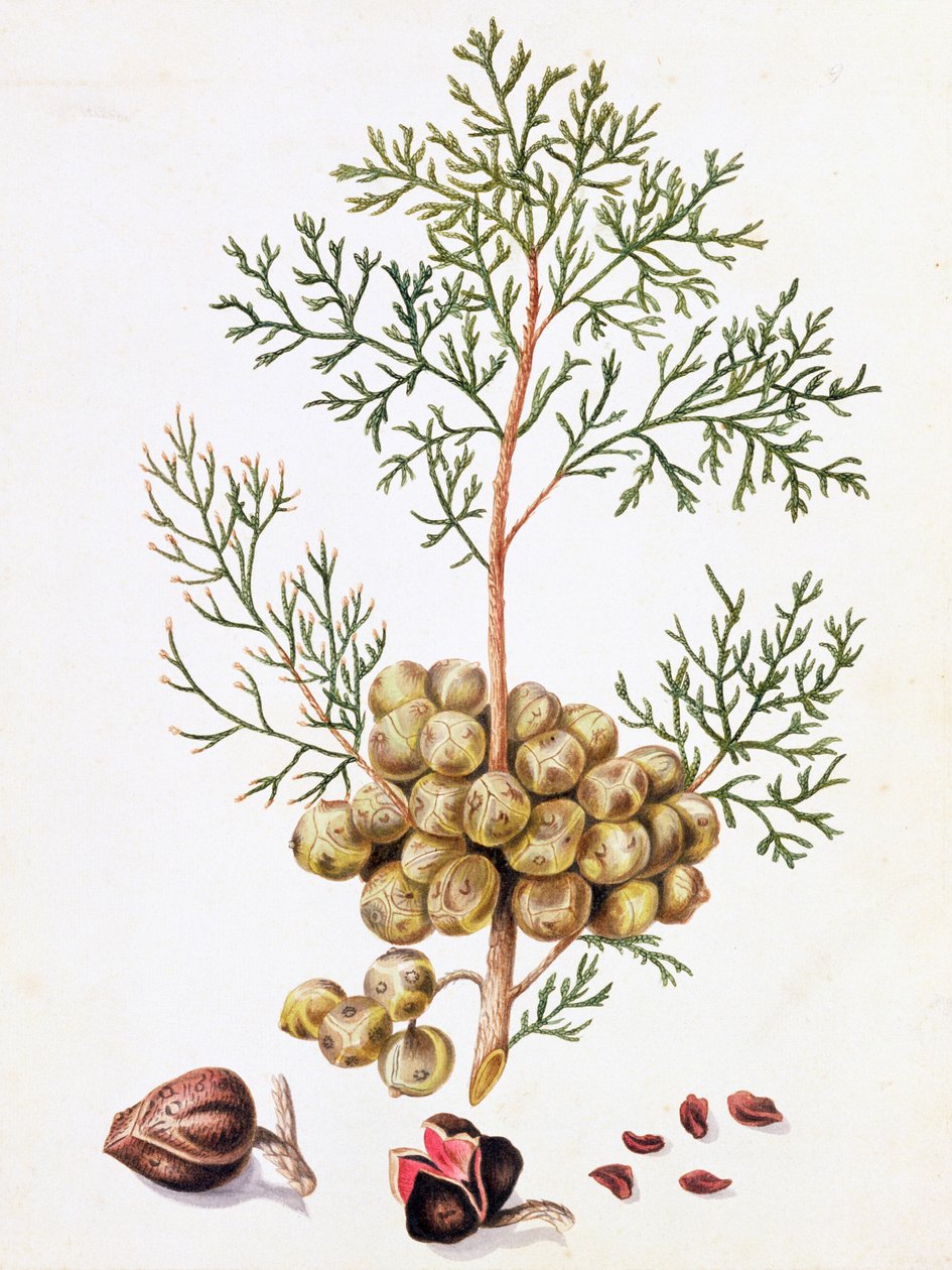 Cypress Leaf og nødder af William Hooker