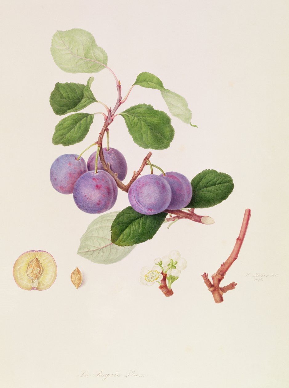 The Royale Plum, 1815 af William Hooker