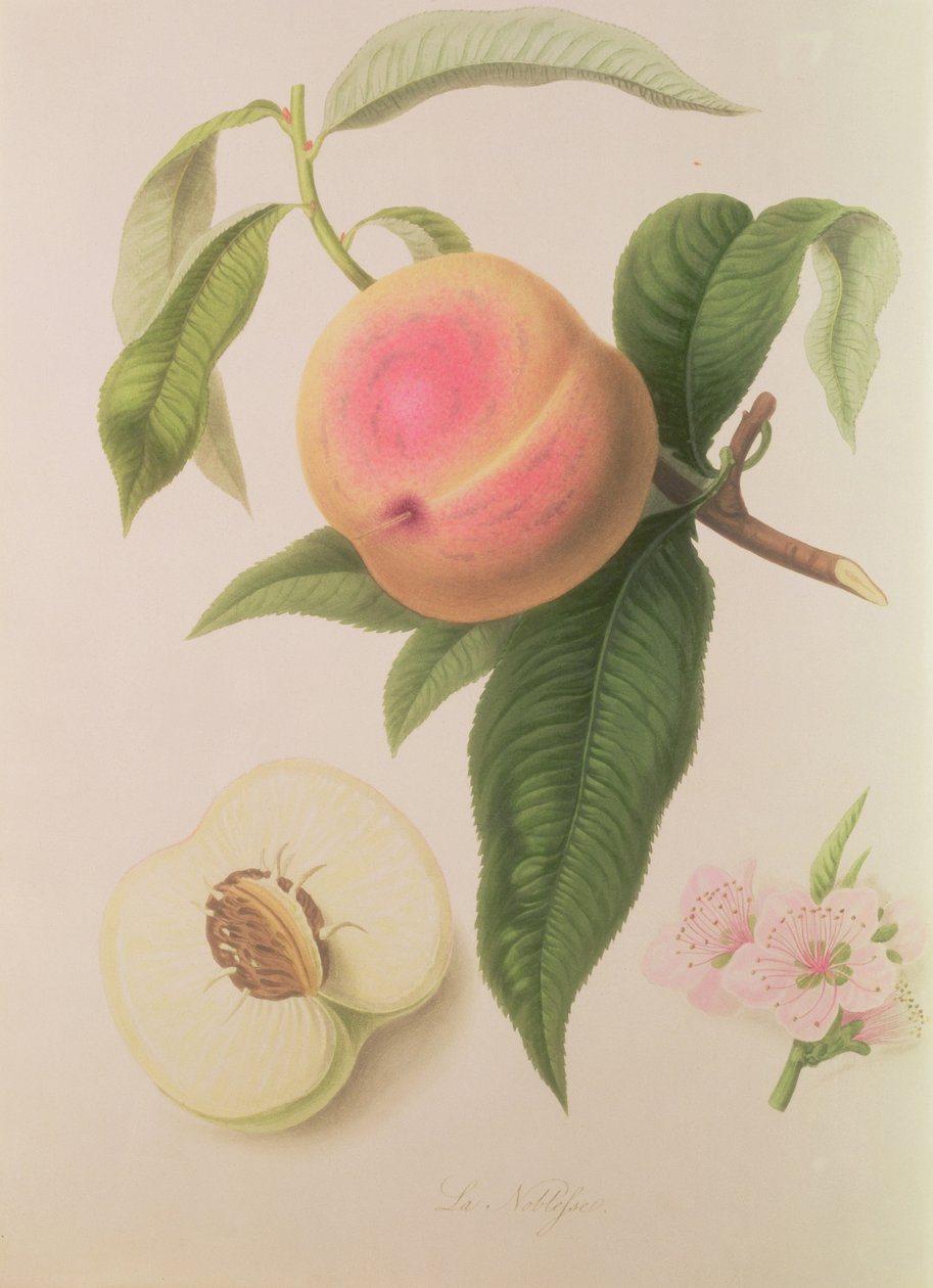 Noblesse Peach af William Hooker