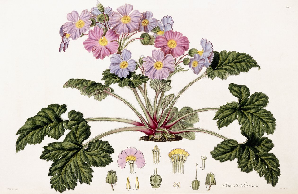 Primula Sinensis, 1821-1826 af William Hooker
